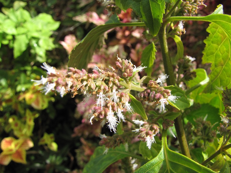 Patchouli
