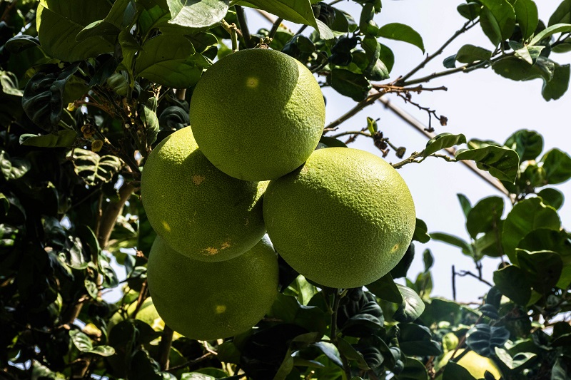 Grapefruit