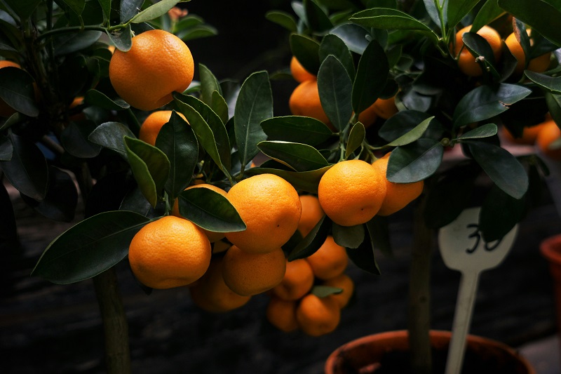 Mandarin