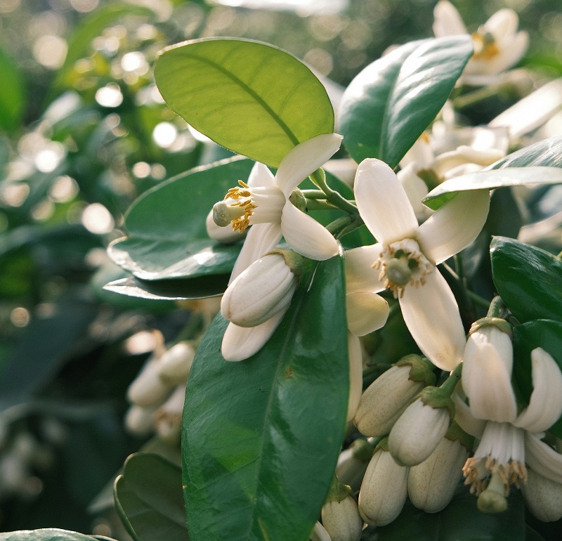 Neroli