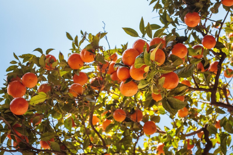Orange trees