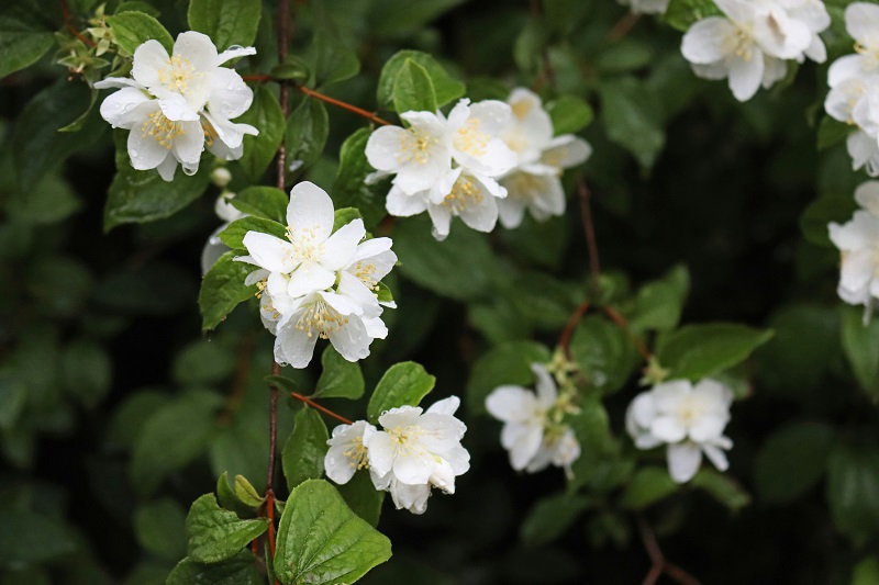 Jasmine