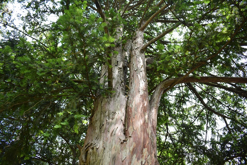 Sandalwood trees