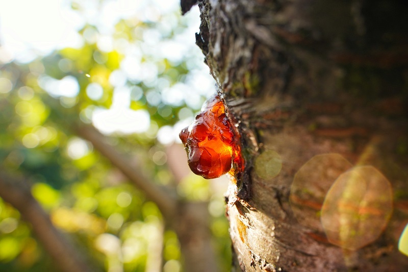 natural resins