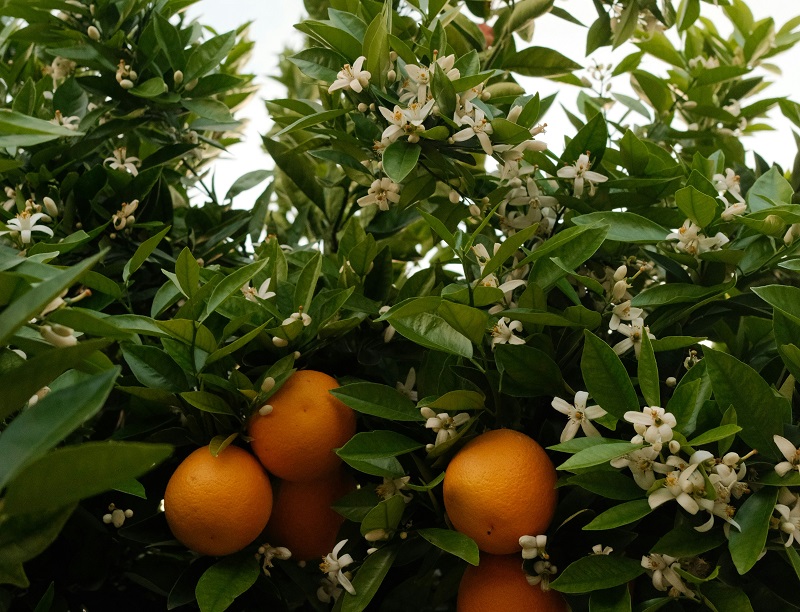 orange trees