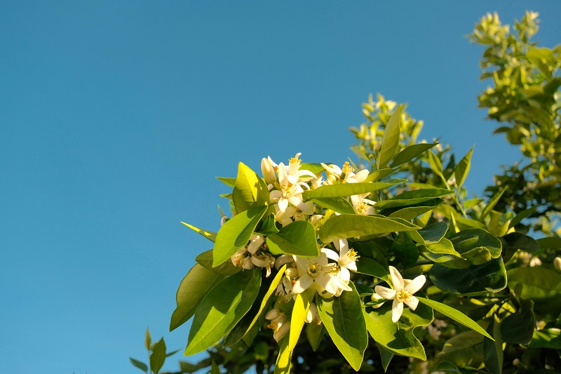 orange blossom