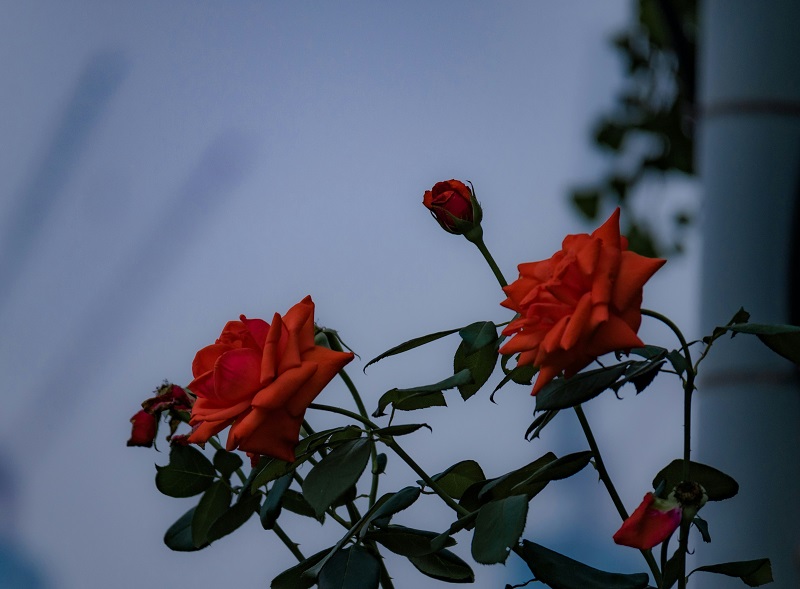 Rose