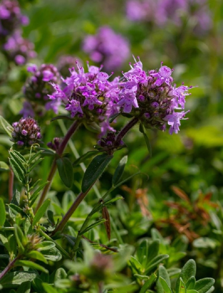 Thyme