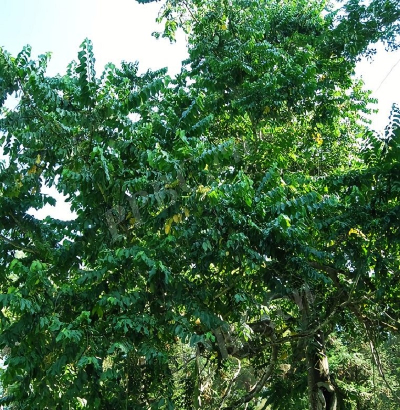 Cananga tree