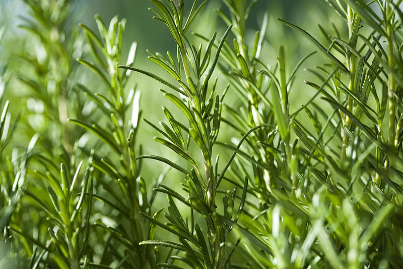 Rosemary