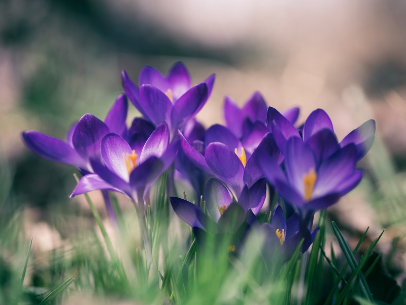 Violet