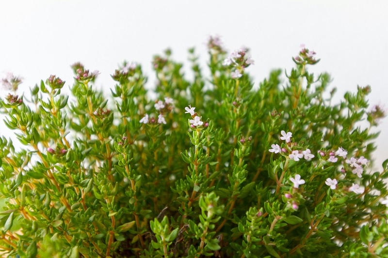 Thyme