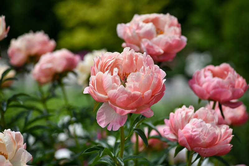Peony