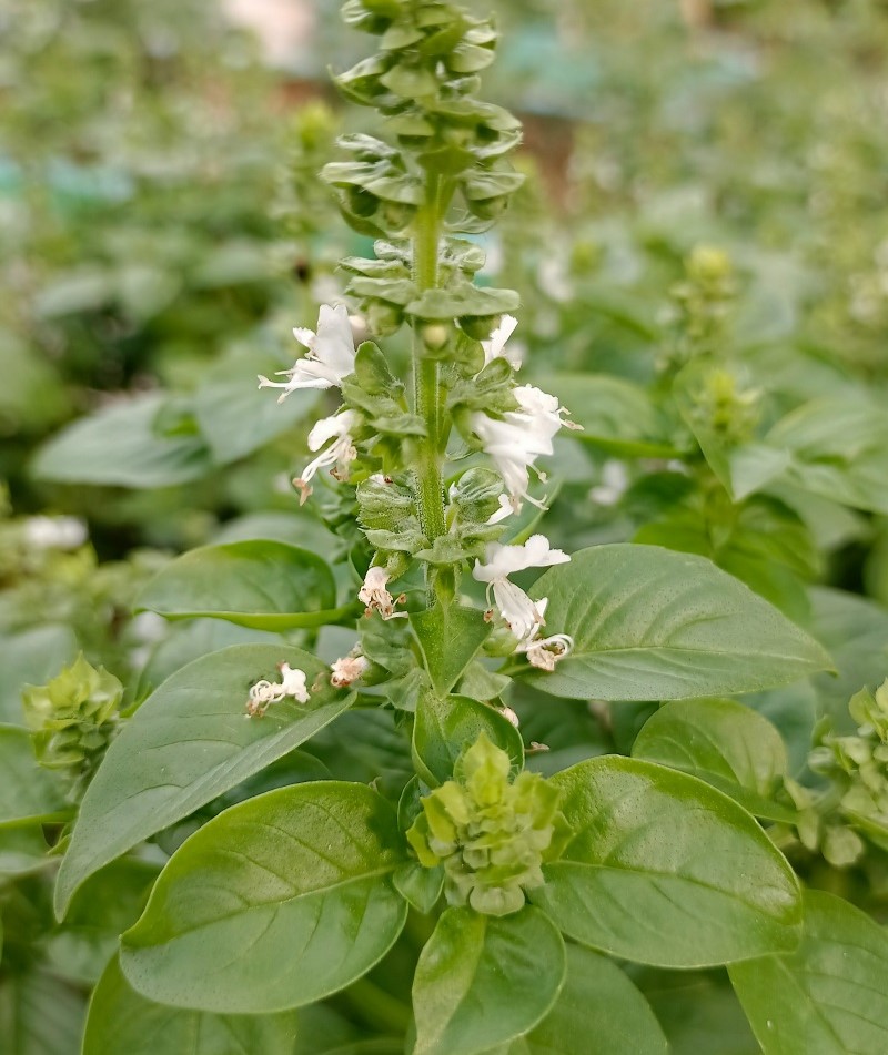 Basil
