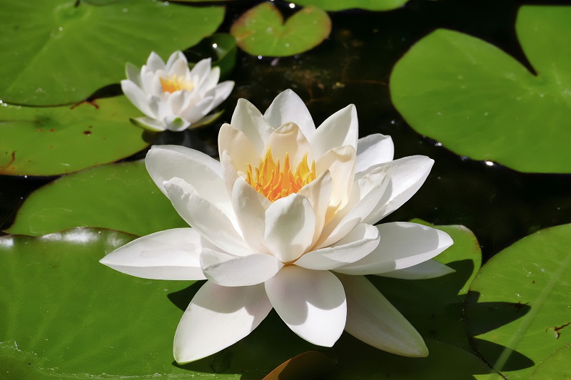 while lotus