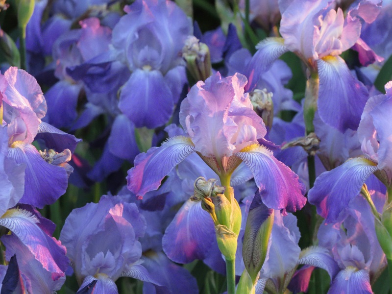 Iris