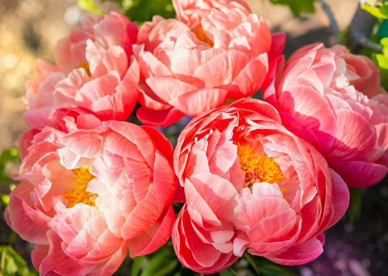 Peony