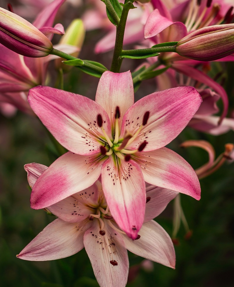 Lily