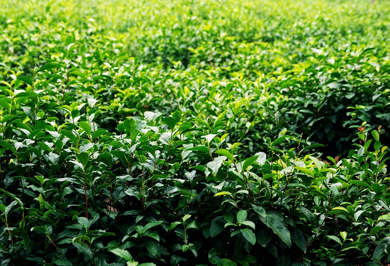 Tea Tree