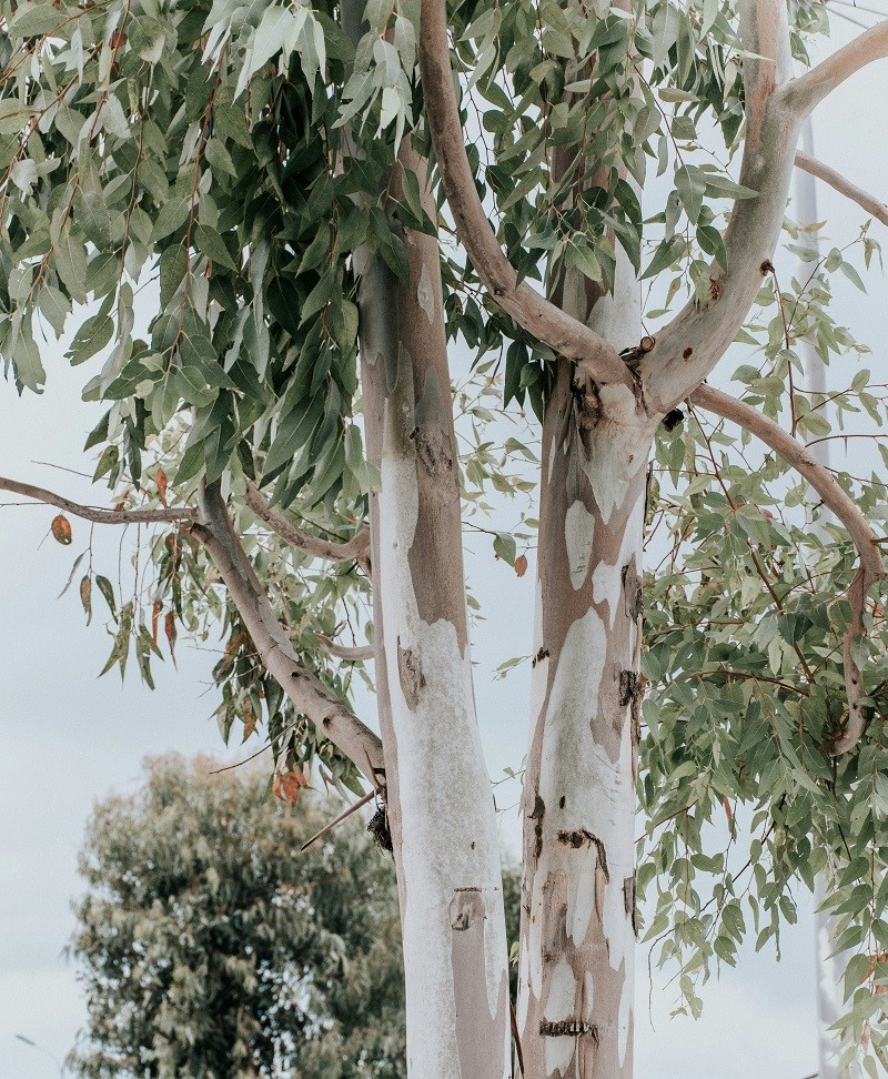 Eucalyptus