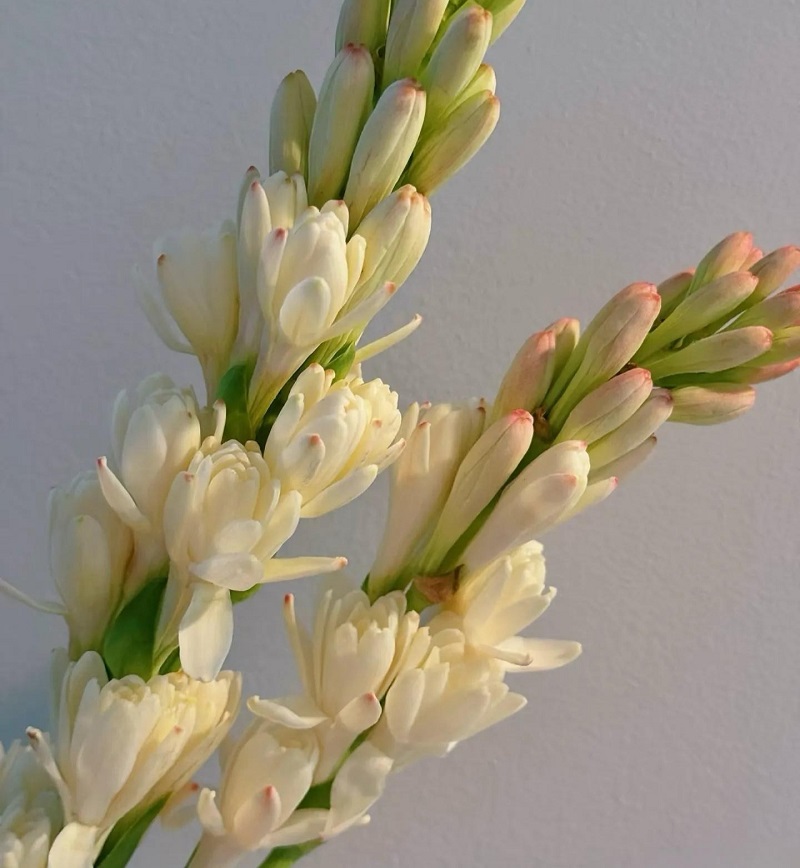 Tuberose