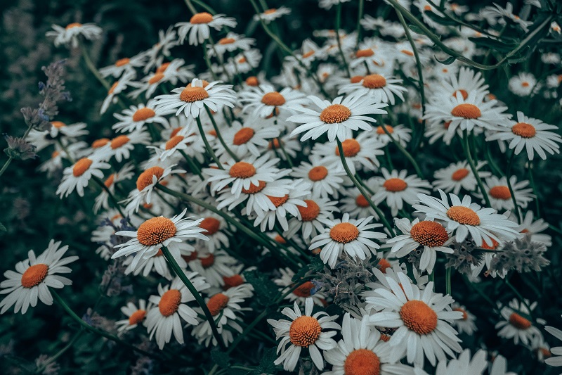 Chamomile