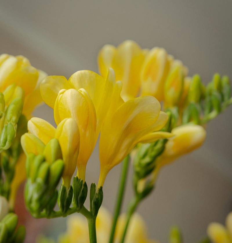 Freesia
