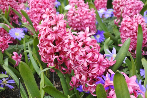Hyacinth