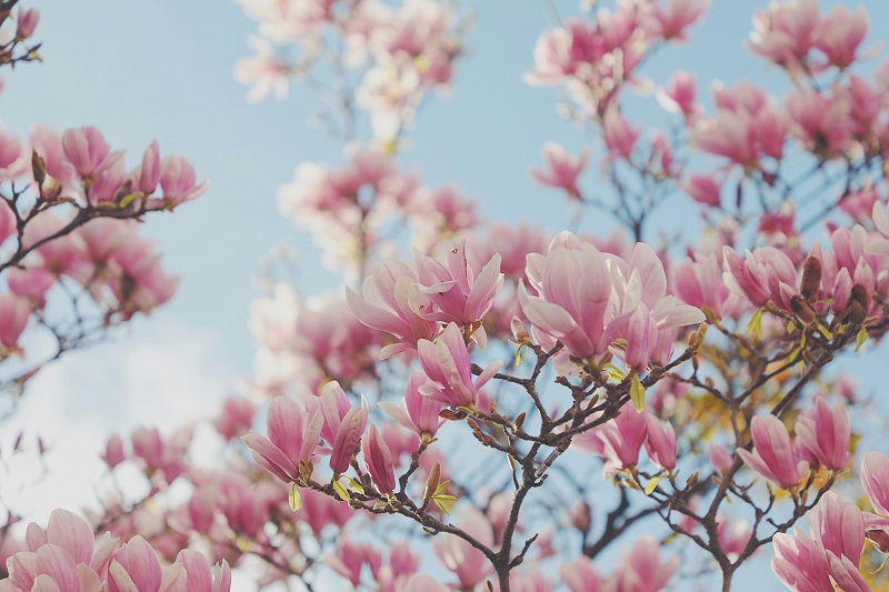 pink magnolia