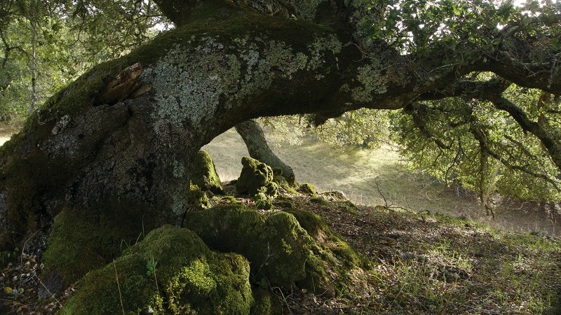 Oakmoss