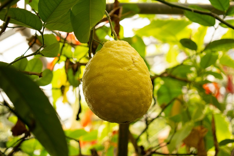 Citron