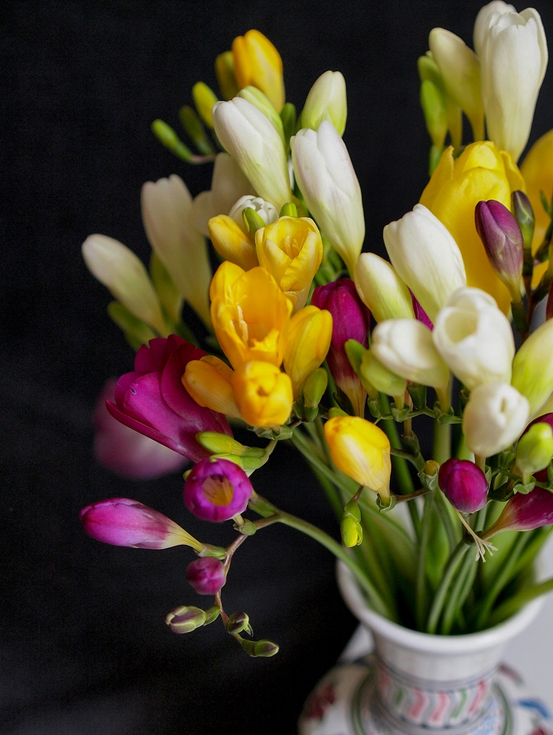 Freesia