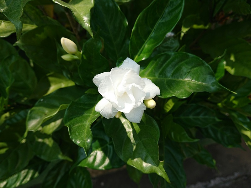 Gardenia