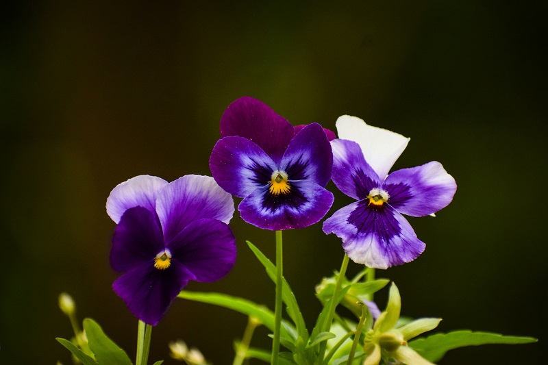 Violet