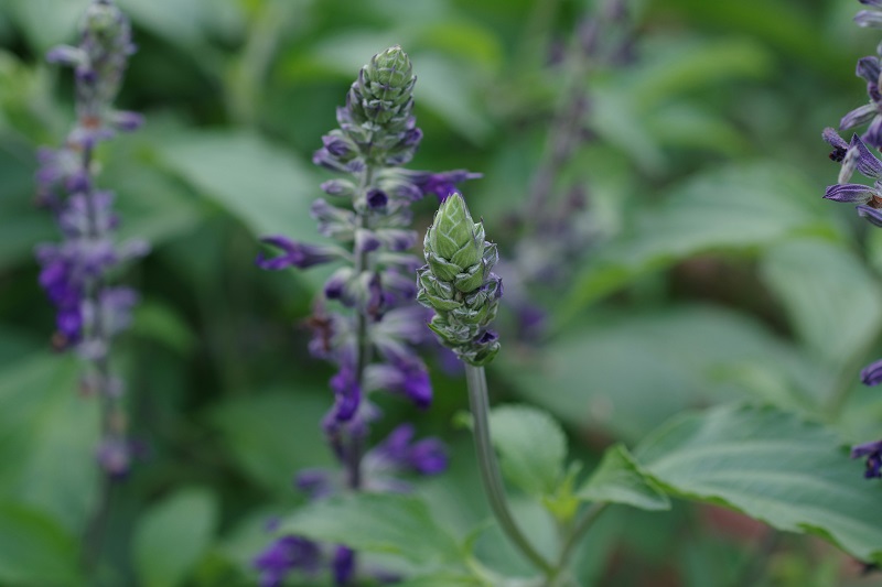 Clary Sage