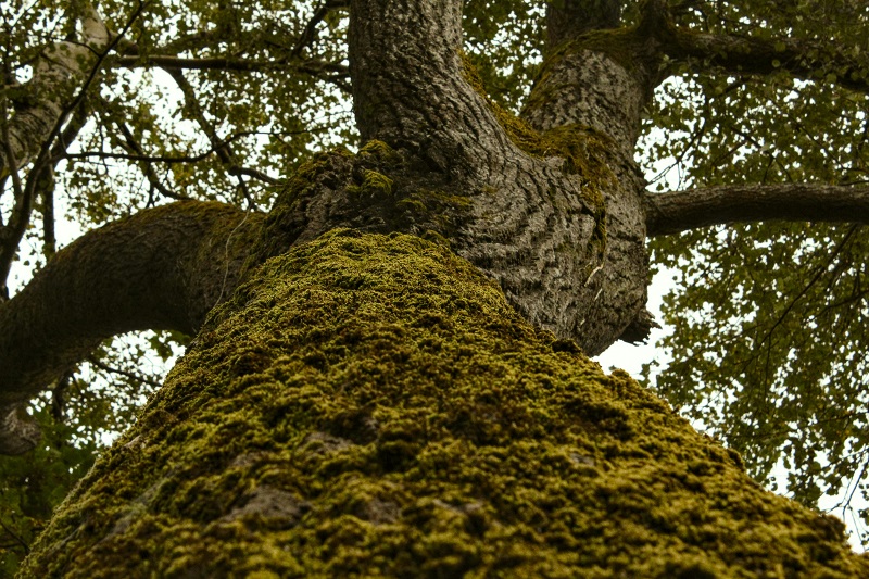 Oakmoss
