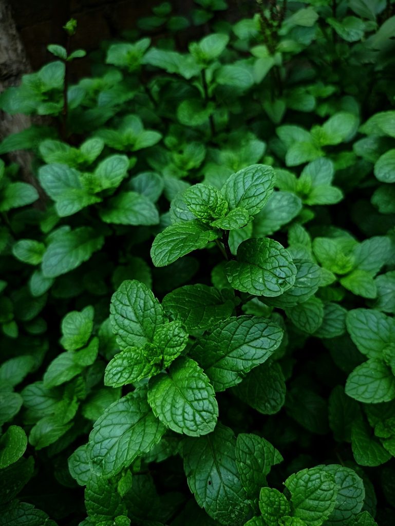 Spearmint