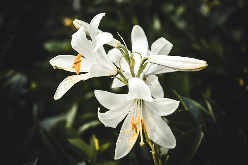Lily