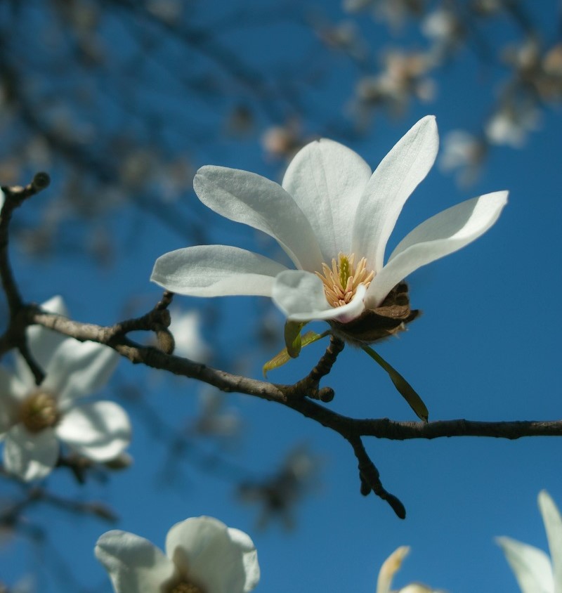 white magnolia
