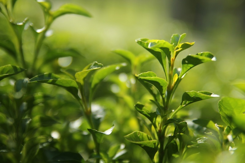 Tea Tree